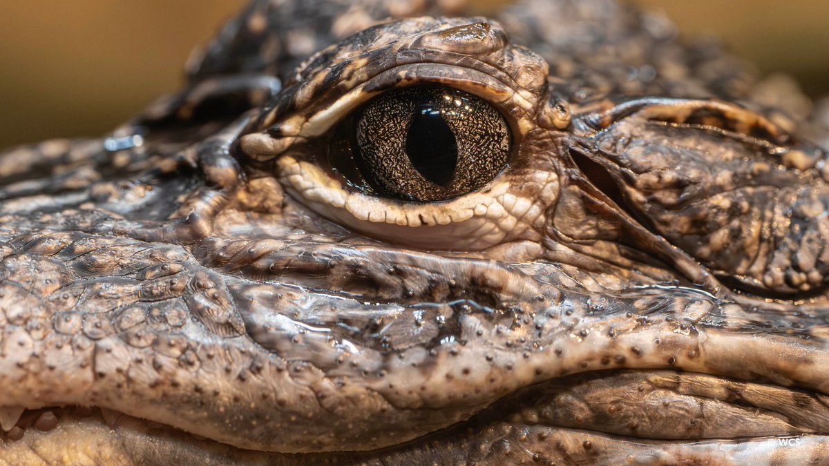 BronxZoo's tweet image. You can learn a lot from an animal's eyes. Pupil shape is an adaptation that often indicates the time of day when an animal is active or its role as predator or prey. (1/3)
📸: WCS photographer, Terria Clay