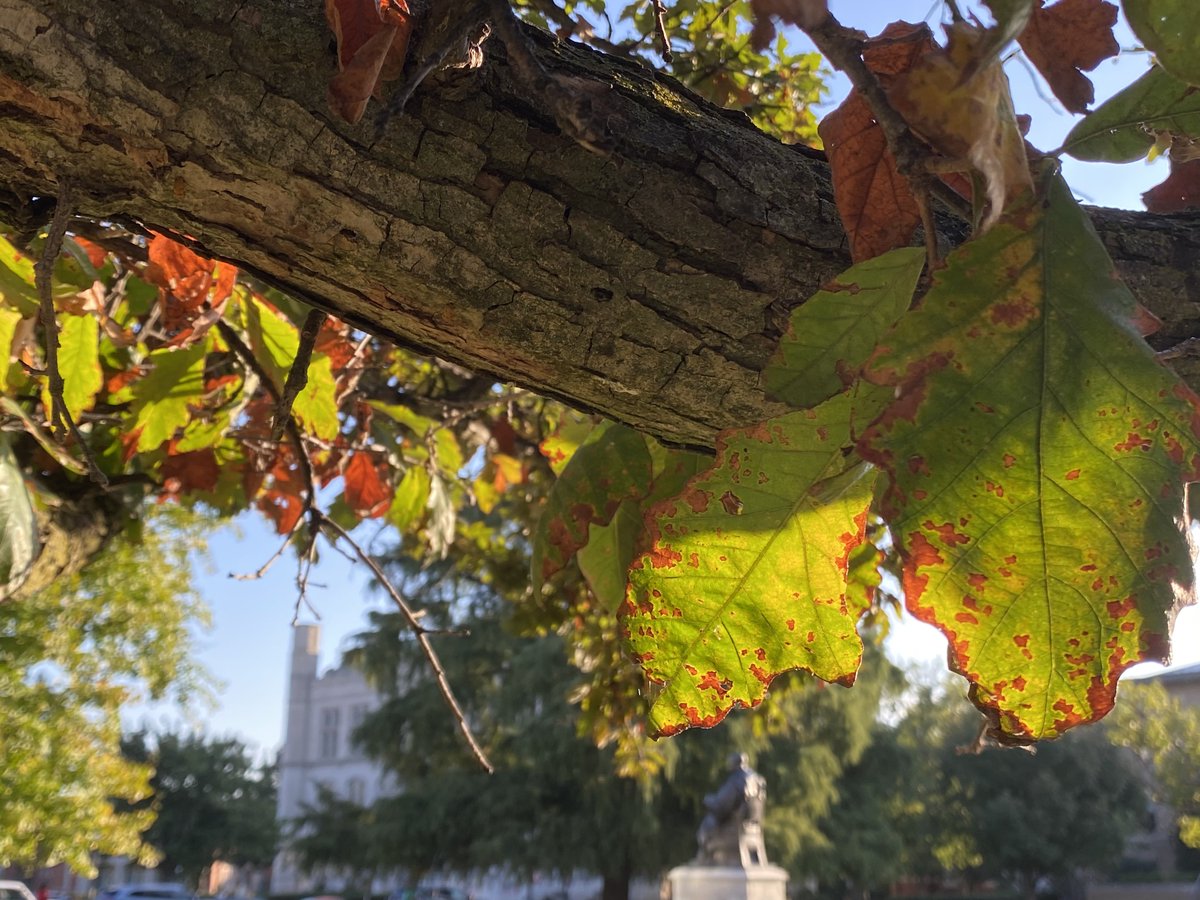 PalmeriJoAnn's tweet image. #FallColors starting to appear @UofOklahoma #OUskywatch #LibrariesFromTheOutside