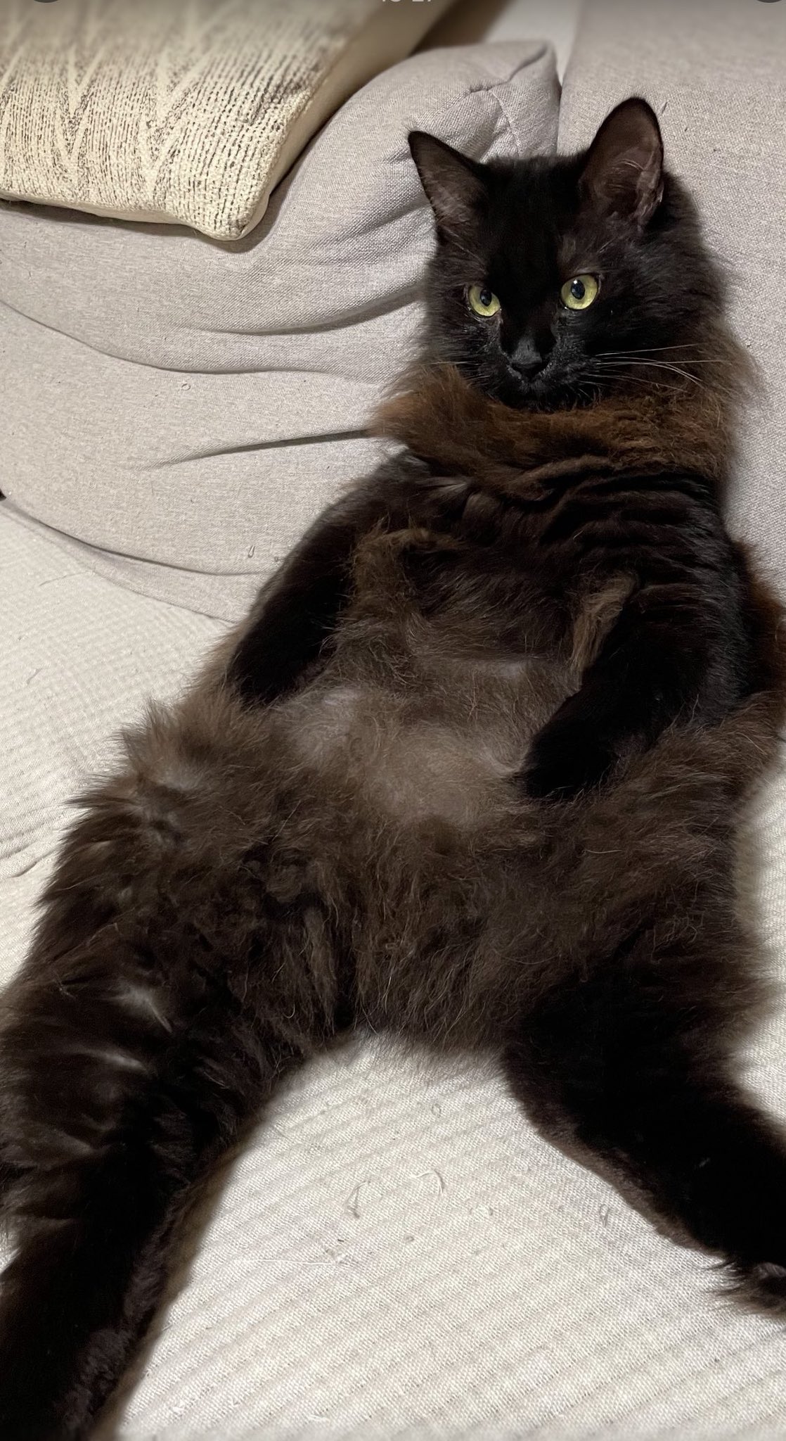 ねこ 楽天市場】【大人気!】necosekai ネコセカイ キャットハーネス