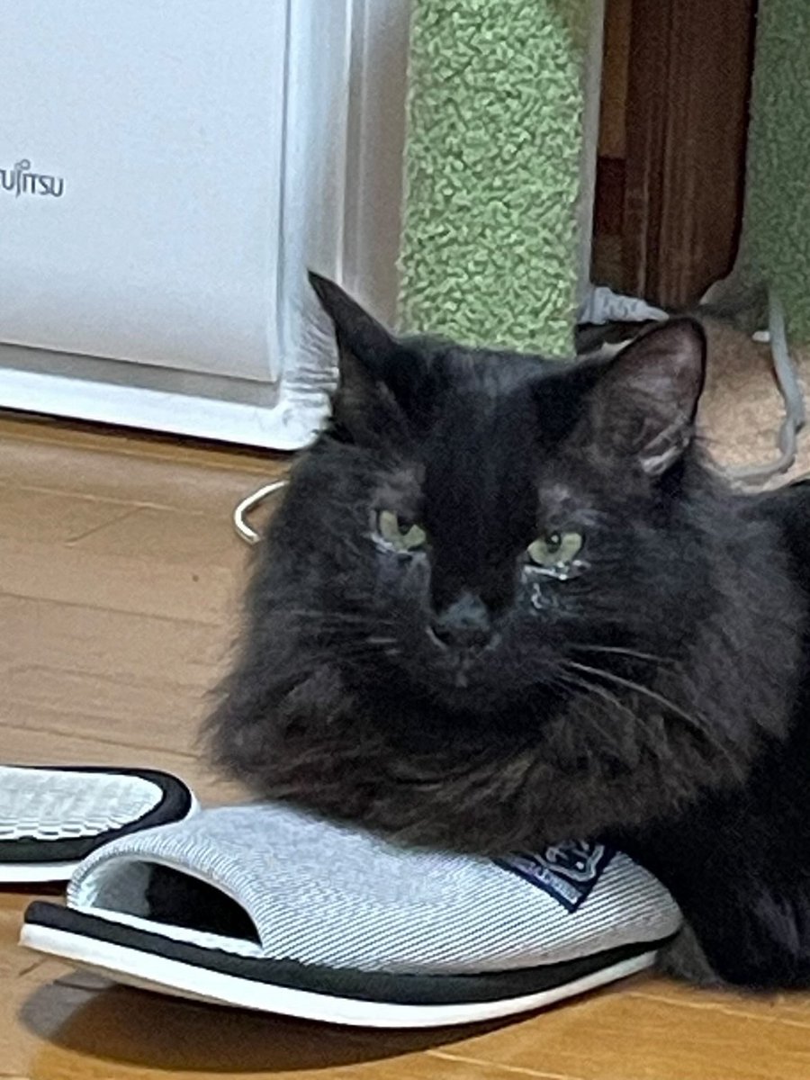 猫 靴 adidas ZX8000 ATMOS IH3363 atmos adidas Originals ZX8000