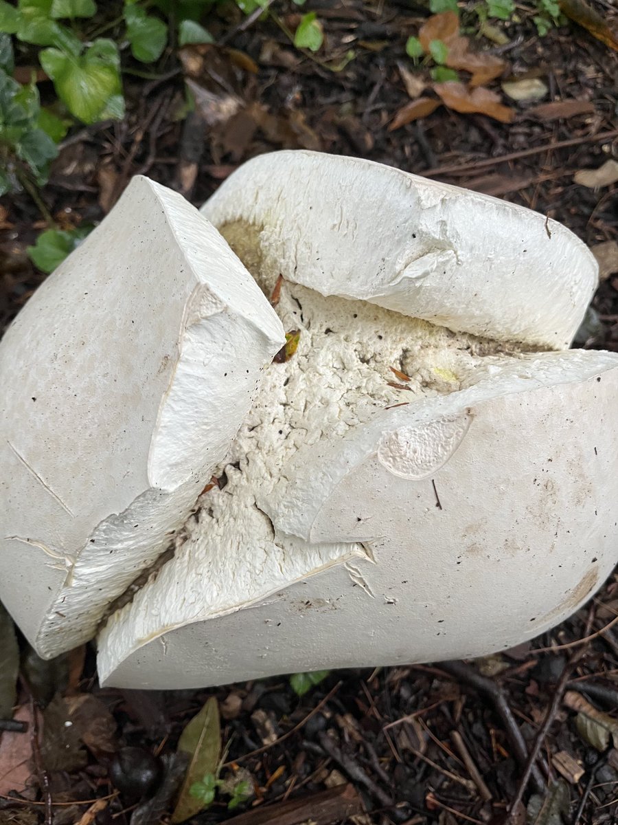 Puffballs bursting in the rain.
