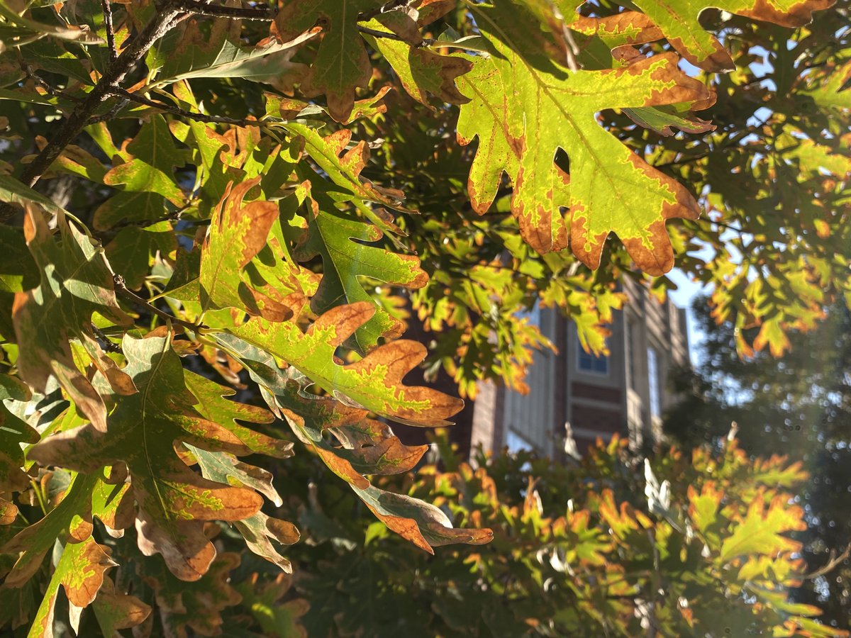PalmeriJoAnn's tweet image. #FallColors starting to appear @UofOklahoma #OUskywatch #LibrariesFromTheOutside