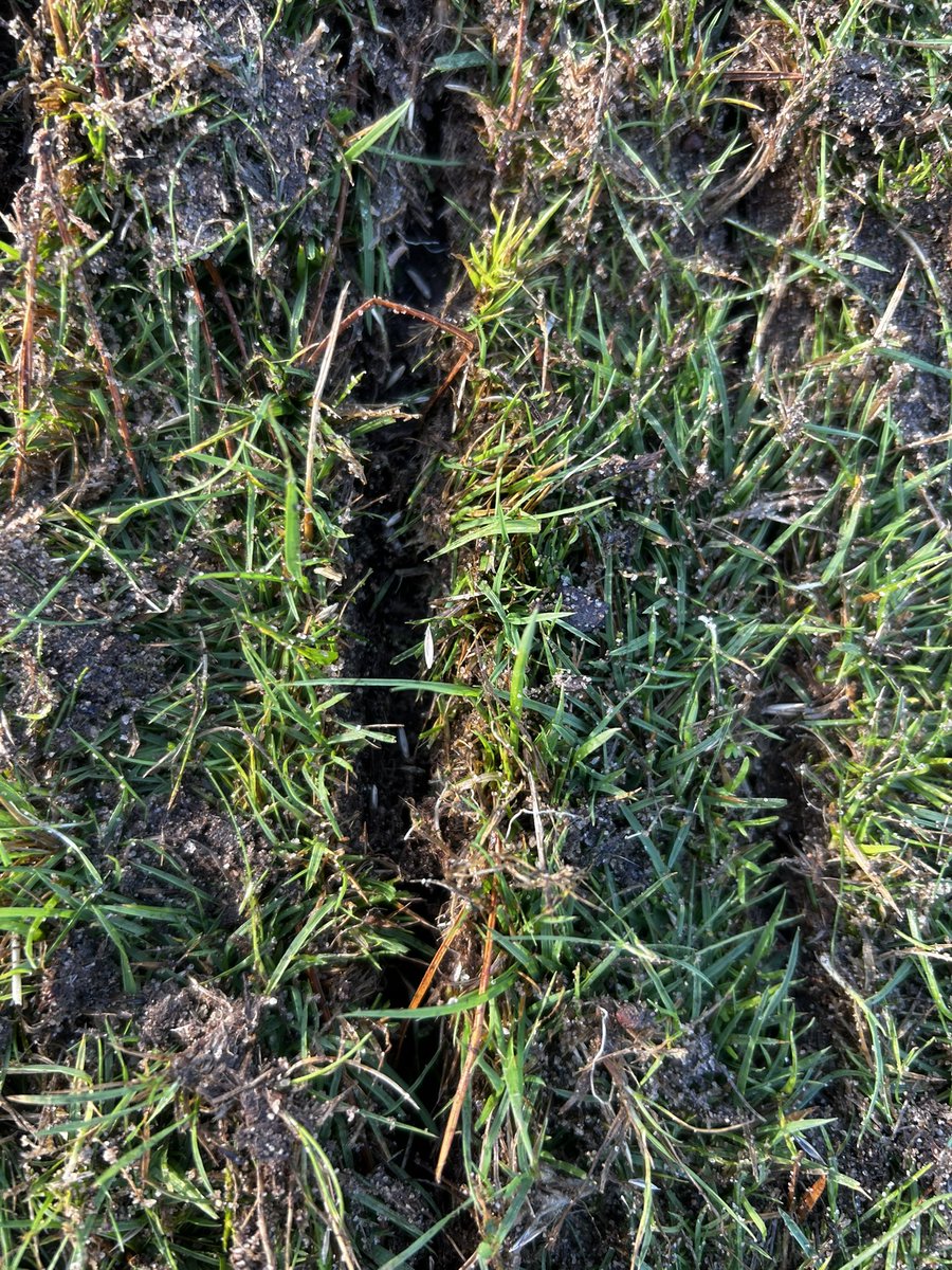 BTBradley's tweet image. Big thanks to @JacobShellis @FarolTurf for allowing us to trial the @TurfcoGolf Triwave 45 over seeder. 
Cracking piece of kit dealing with stubborn drought affected areas &amp;amp; high traffic routes with ease. Looking forward to seeing what strike we achieve 🌱⛳️
#GreenkeeperLife