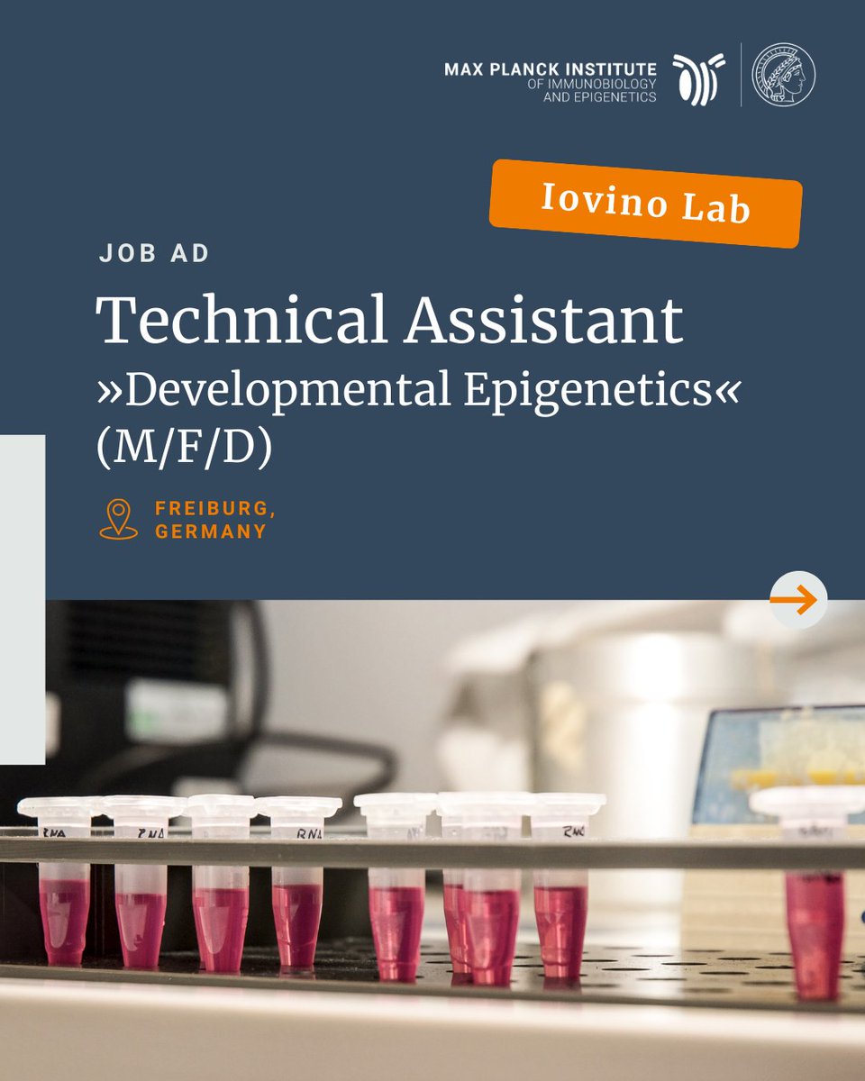 mpi_ie's tweet image. Job alert 🚨 – Technical Assistant (m/f/d) – Developmental Epigenetics 

Help uncover how epigenetic information is set at life’s very beginning. Join the @Iovino_Lab to study gamete formation &amp;amp; the zygotic epigenome using 🪰, 🐭 &amp;amp; 🧫.

jobs.ie-freiburg.mpg.de/jobposting/24e…