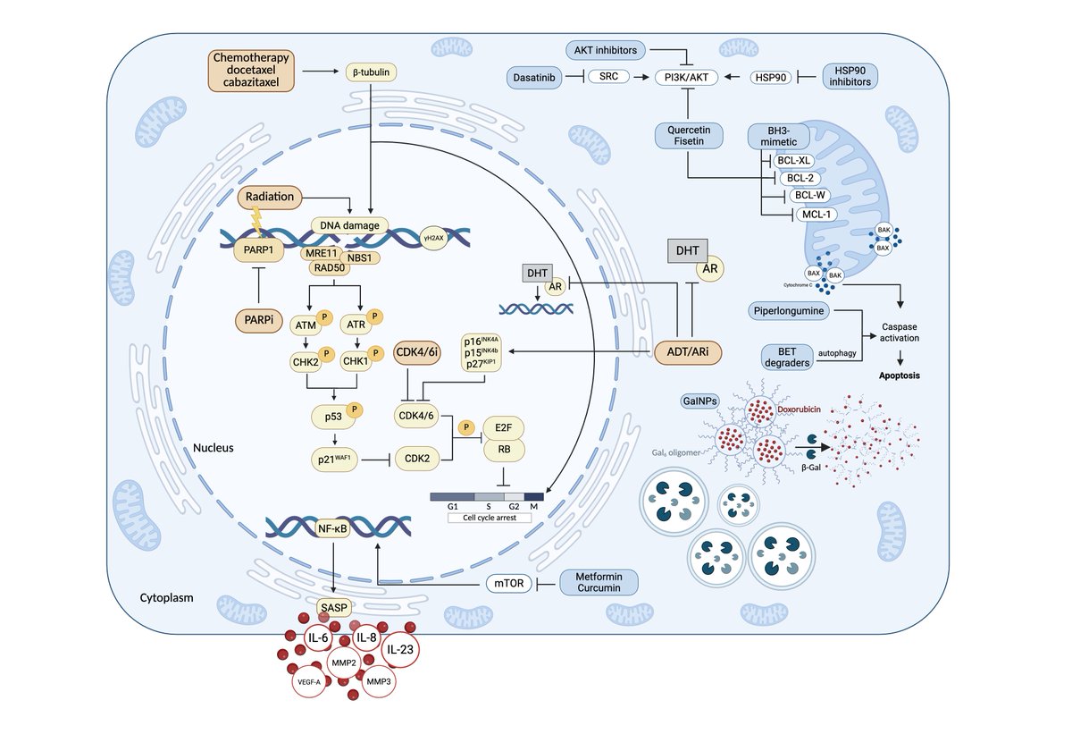 DavidP_Labbe's tweet image. 🚨 New Review in Gene!
Therapy-Induced Senescence in Prostate Cancer
✔ Mechanisms &amp;amp; biomarkers
✔ Dual role of TIS: tumor-suppressive vs. tumor-promoting
✔ Senolytics &amp;amp; senomorphics as next-gen strategies
✔ Clinical trials &amp;amp; future directions
🔗 doi.org/10.1016/j.gene…