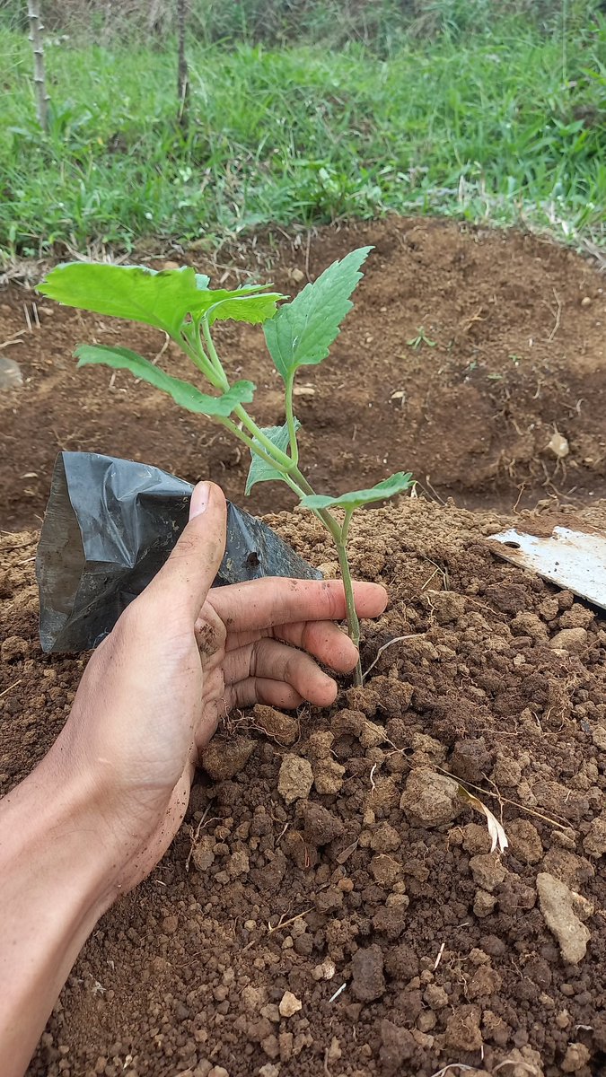 Herze16's tweet photo. @plantfunSOL @a1lon9 @MrBeast @pumpdotfun Our plantation 
$PLANTFUN #PLANWORK #PLANTFUNMOVEMENT
@a1lon9 , @MrBeast , @pumpdotfun https://t.co/tKrWVS8EJx