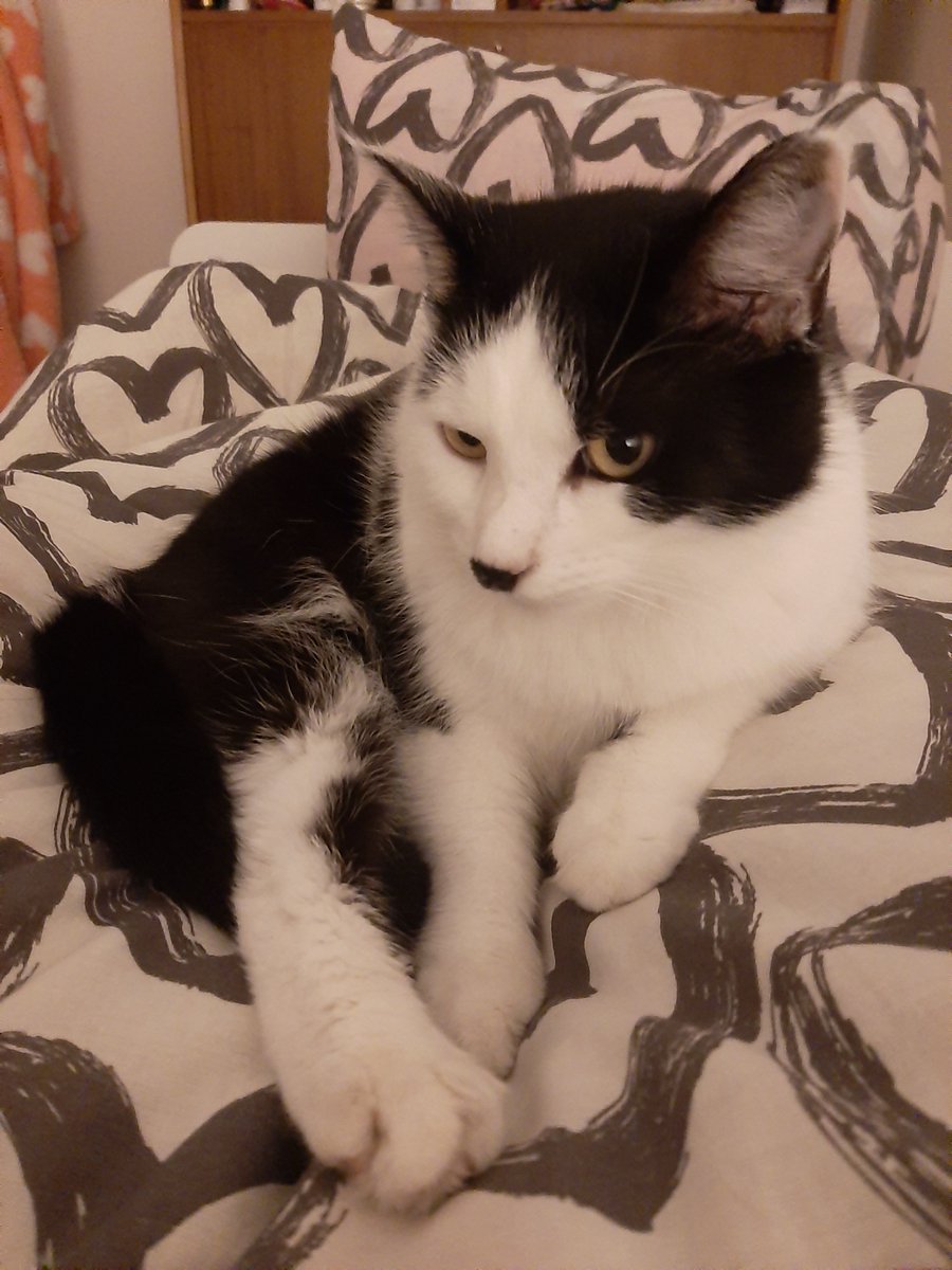 Nine months without Kimchi 🌈
I think I got use to the fact Kimchi is not with me anymore but when I talk about her with someone I sometimes forget to use past time.
I still miss her. I'm still sad I couldn't do more for her. And I'm still mad she died so young.