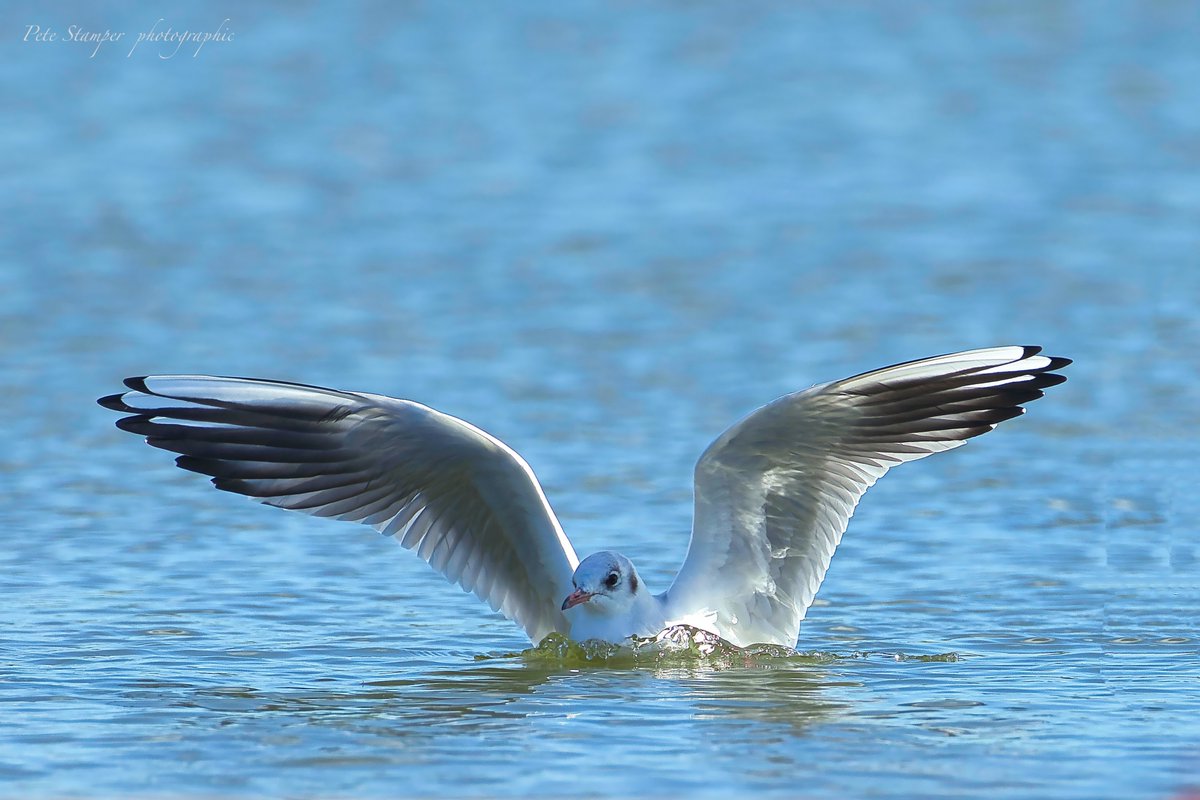 When you get that sinking feeling ... <a href="/WWTSlimbridge/">WWT Slimbridge</a> <a href="/slimbridge_wild/">Slimbridge Sightings</a> <a href="/Natures_Voice/">RSPB</a> <a href="/GlosBirds/">Glos Bird News</a> <a href="/HerefsBirds/">HerefordshireBirds</a>