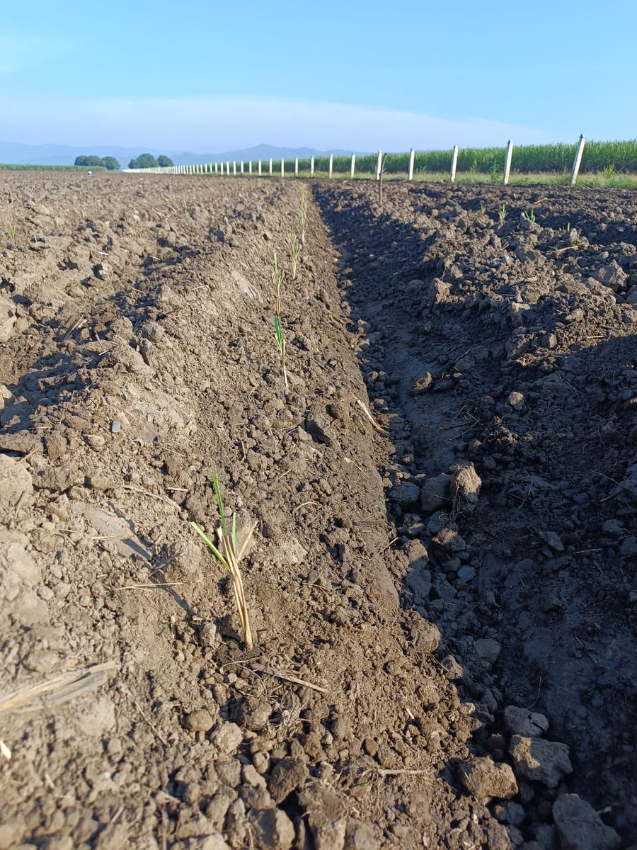 Estamos propagando variedades cruciales como V99-236, V98-62, Cubana 323-68 y Canal Point

Esta estrategia, ejecutada en diferentes zonas, es fundamental para garantizar la pureza varietal y la existencia de material genético de alta calidad. 

Sembramos caña, hacemos patria 🎋🇻🇪