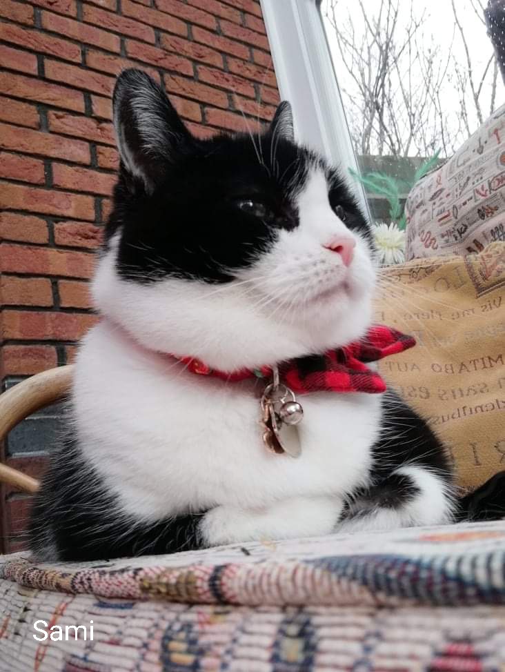 mantle_carol's tweet image. Its #ThrowbackThursday 🐾🐾🐈🐕🤗❤🌈 #dogsoftwitter #dogsontwitter #dogsarelove #CatsOfTwitter #CatsOfTwitter #rescuepetsrock