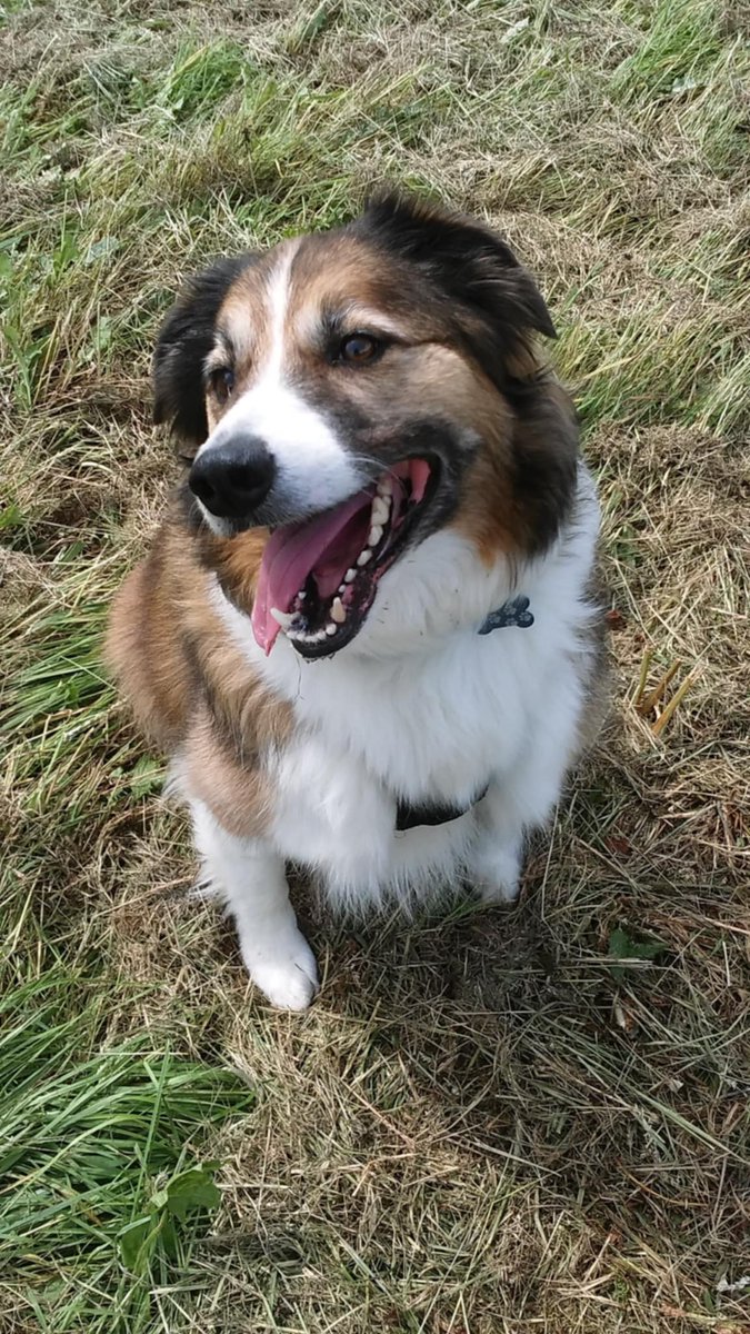 mantle_carol's tweet image. Its #ThrowbackThursday 🐾🐾🐈🐕🤗❤🌈 #dogsoftwitter #dogsontwitter #dogsarelove #CatsOfTwitter #CatsOfTwitter #rescuepetsrock