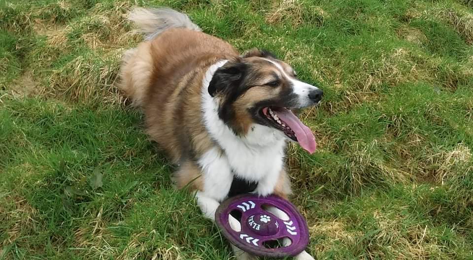 mantle_carol's tweet image. Its #ThrowbackThursday 🐾🐾🐈🐕🤗❤🌈 #dogsoftwitter #dogsontwitter #dogsarelove #CatsOfTwitter #CatsOfTwitter #rescuepetsrock