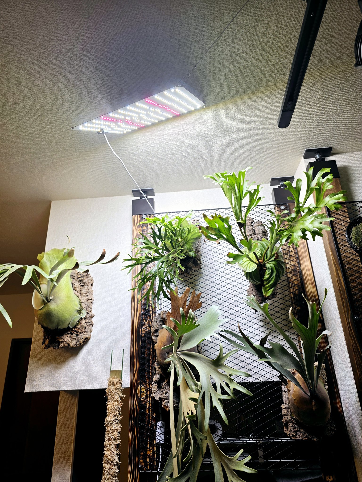 植物育成ライト - Search / X