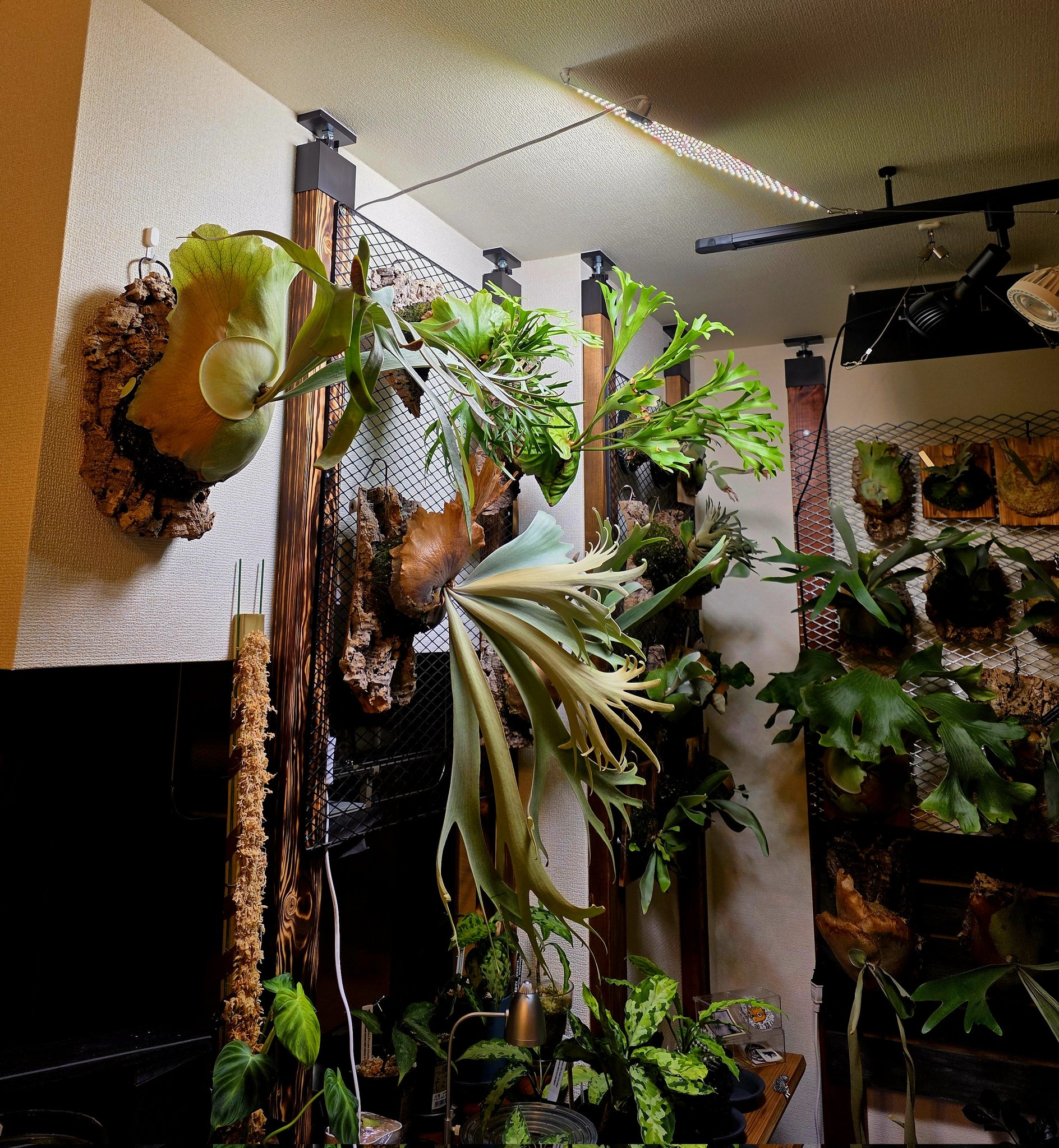 植物育成ライト - Search / X