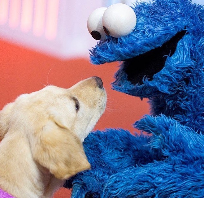 セサミストリート公式 on X