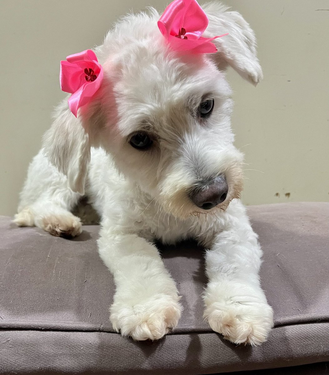 MarcoHuellasPy's tweet photo. Esta belleza es Brisa y está lista para ser adoptada 😍 caniche de aproximadamente un año, tamaño pequeño muy amorosa, castrada con vacunas al día. Los interesados en adoptarla pueden escribir al WhatsApp 0981527015. Abrí tu ❤️ elegí adoptar #MarcaTuHuella #AdoptaNoCompres RP 🙏 https://t.co/yiFD8ElG8V