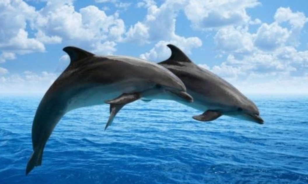 Dioniso, hijo de la gloriosa Sémele y de Zeus, siendo aún imberbe fue raptado por los piratas tirrenos —llamados más tarde etruscos— al ver al joven de extremada belleza que llevaba puesta una capa purpúrea. Le creyeron hijo de reyes y le subieron a su nave.

Quisieron atarlo con