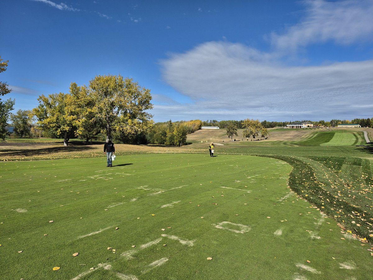 One more green to go for seams and voids on bentgrass sod. Lots of walking but important to get filled. Greens are so much bigger than what we had before. Lag putting going to be a thing now. #LLBGC