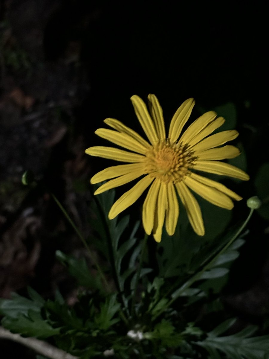 gnsymutterings's tweet image. #FlowersOnX  caught this when grabbing something from my car