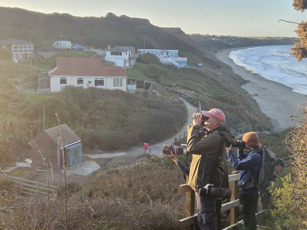 Nice to see the Brown Shrike at Hunmanby Gap this evening. <a href="/BirdGuides/">BirdGuides</a>