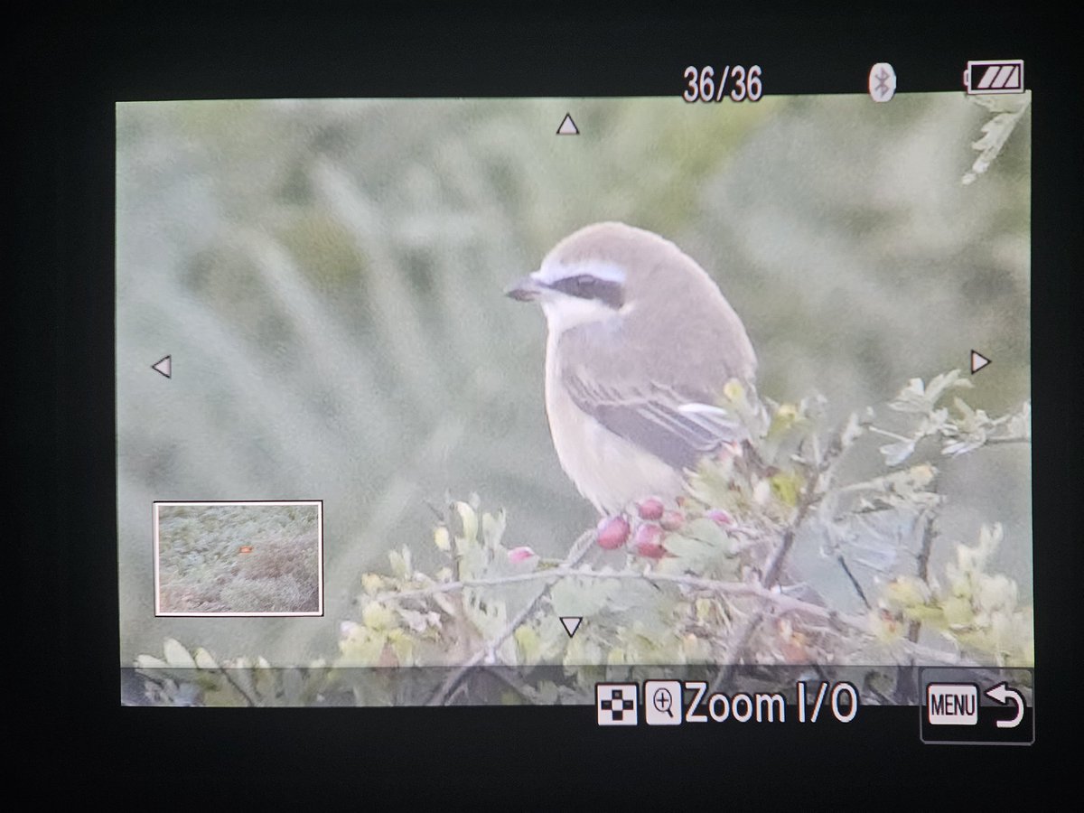 Luke Stoppard tweet media