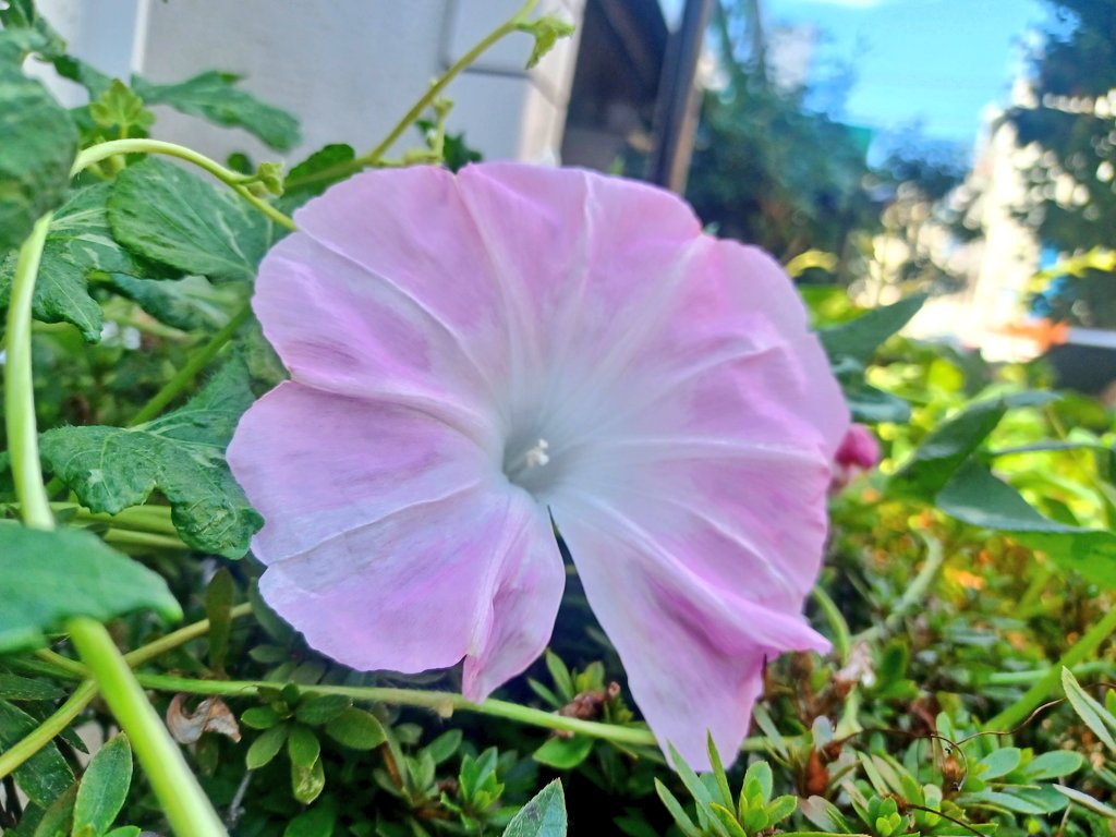 みわみわ。 61qW-OaKQoL.jpg_BO30,255,255,