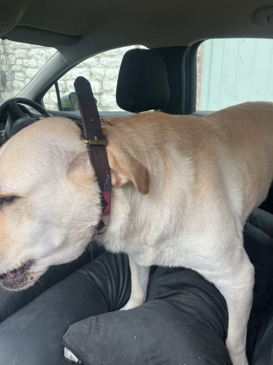 LimpyLabMax's tweet image. Dad think you put this on wrong 😩🤡