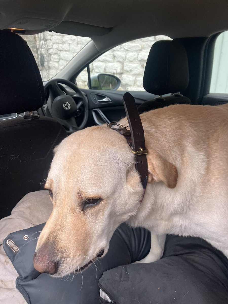 LimpyLabMax's tweet image. Dad think you put this on wrong 😩🤡