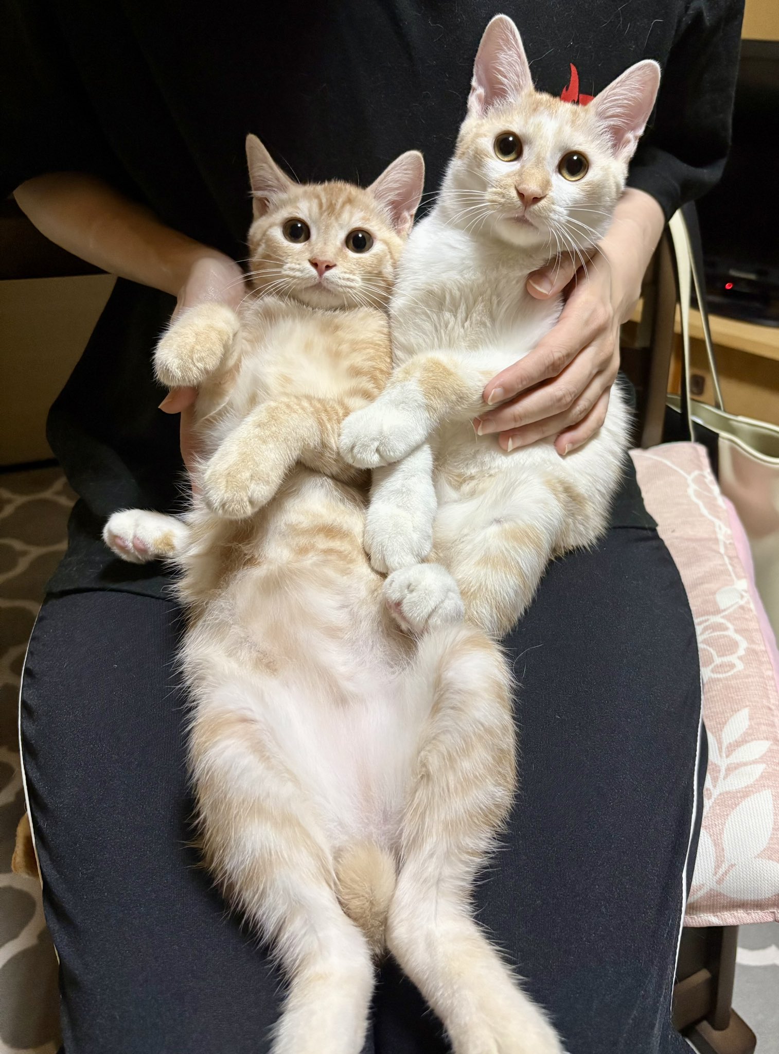 ふらんすねこ様♡ありがとうございます♡ 西蘭⛩ on X: 