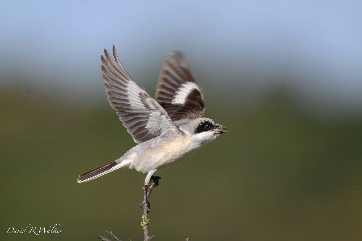 David Walker tweet media