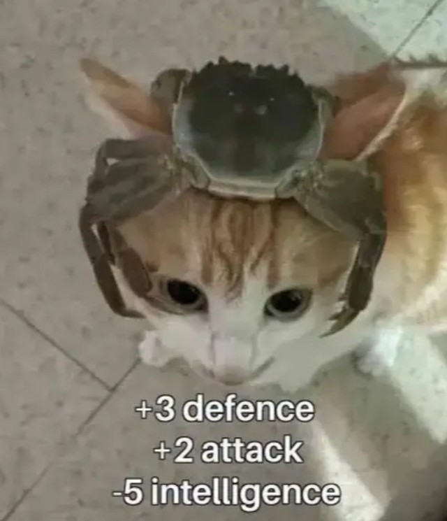 Punch Cat (@punchingcat) on Twitter photo 