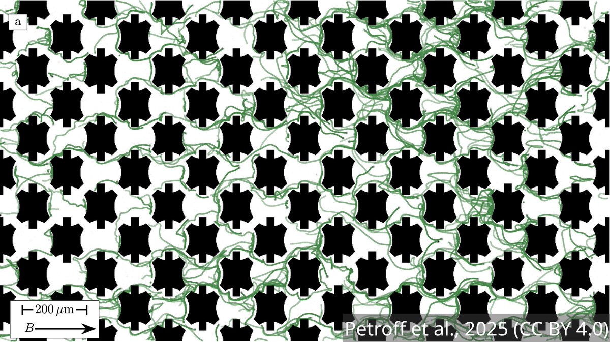 eLife's tweet image. Magnetotactic bacteria swim along geomagnetic field lines to navigate sediments. Using microfluidics and simulations, this study shows their motility is optimised, revealing how evolution fine-tunes life for challenging environments.
elifesciences.org/articles/10479…