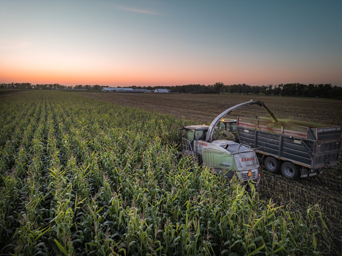 One of our local growers chopping their <a href="/NSGeneticsCA/">NorthStar Genetics</a> Silage Corn last night.  

What a beautiful crop!