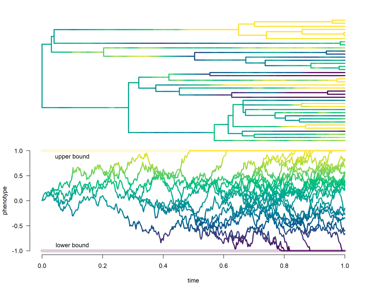 phytools_liam's tweet image. A new bounded quantitative trait evolution model with absorbing boundaries, as part of the existing #phytools function bounded_bm (blog.phytools.org/2025/05/parame…). 5/9