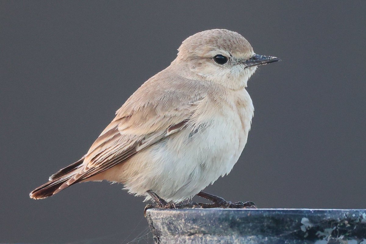 jamiesample99's tweet image. Close views of the Isabelline Wheatear this evening at Whitburn @DurhamBirdClub