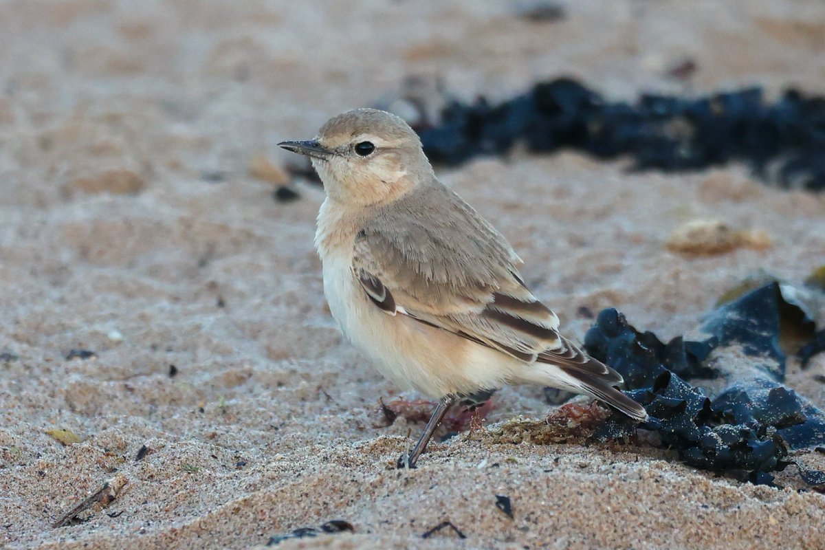 jamiesample99's tweet image. Close views of the Isabelline Wheatear this evening at Whitburn @DurhamBirdClub