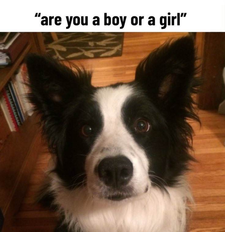 wolfb3ck's tweet image. 