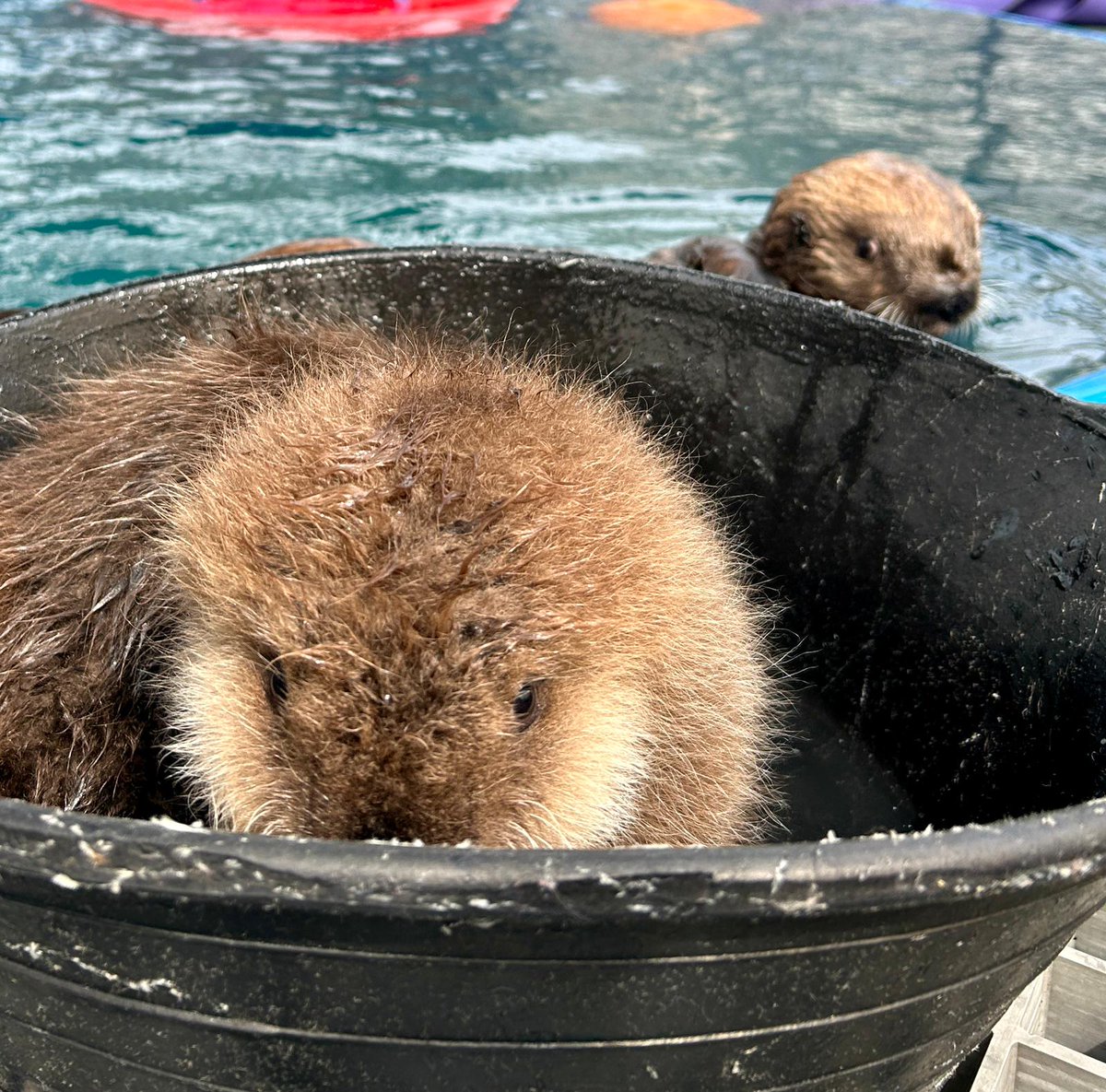 もっちゃん (@mochan8686) / Posts / X