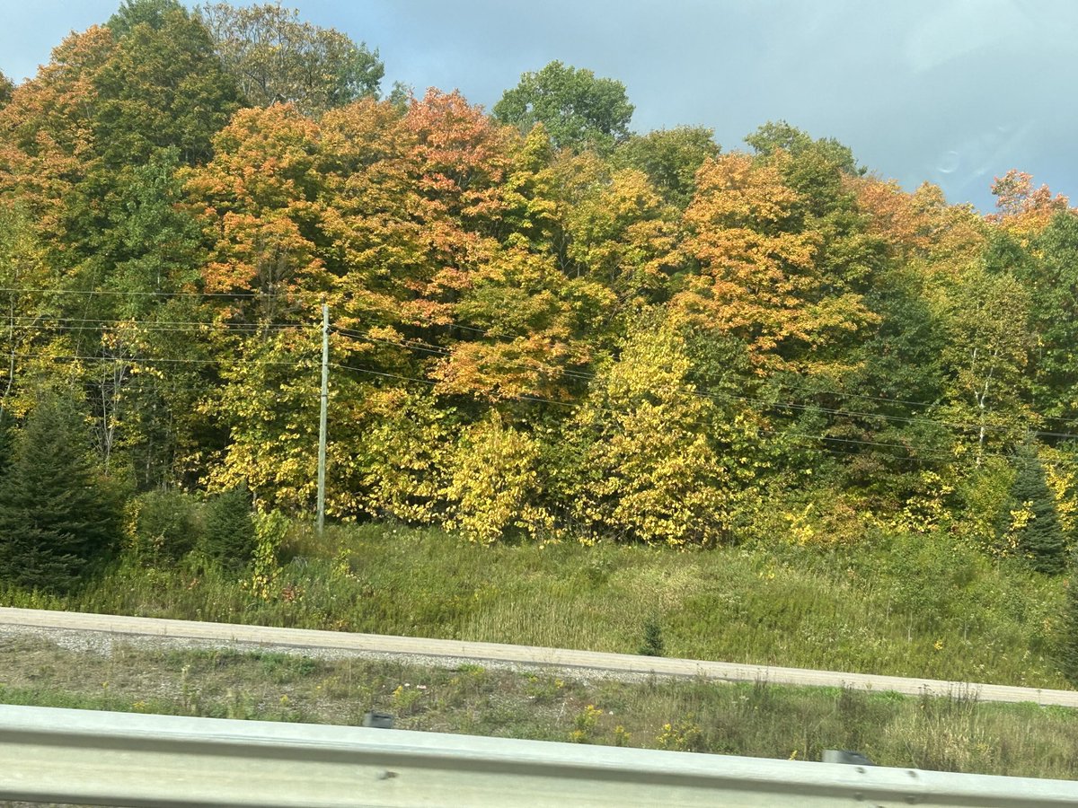 The fall colours are starting to shine on Highway 11 🙏

❤️❤️❤️❤️
