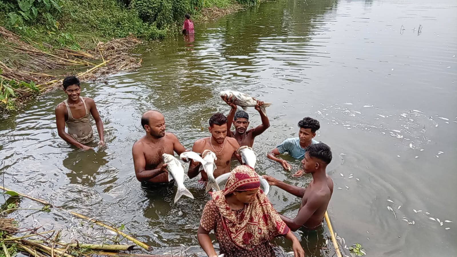 মাদারগঞ্জে পুকুরে বিষ দিয়ে ১৬ লাখ টাকার মাছ নষ্ট