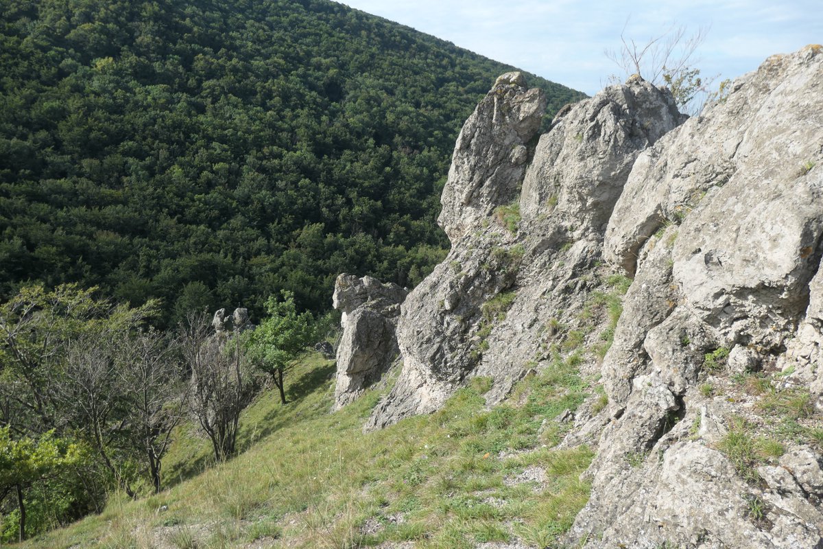 Laboratory_MEM's tweet photo. Our new project MycoRock 20-0473 just started! Selection process began. Main star: Fungi of the rocky habitats! (funded by #APVV ) https://t.co/CDUSPZgMQ8