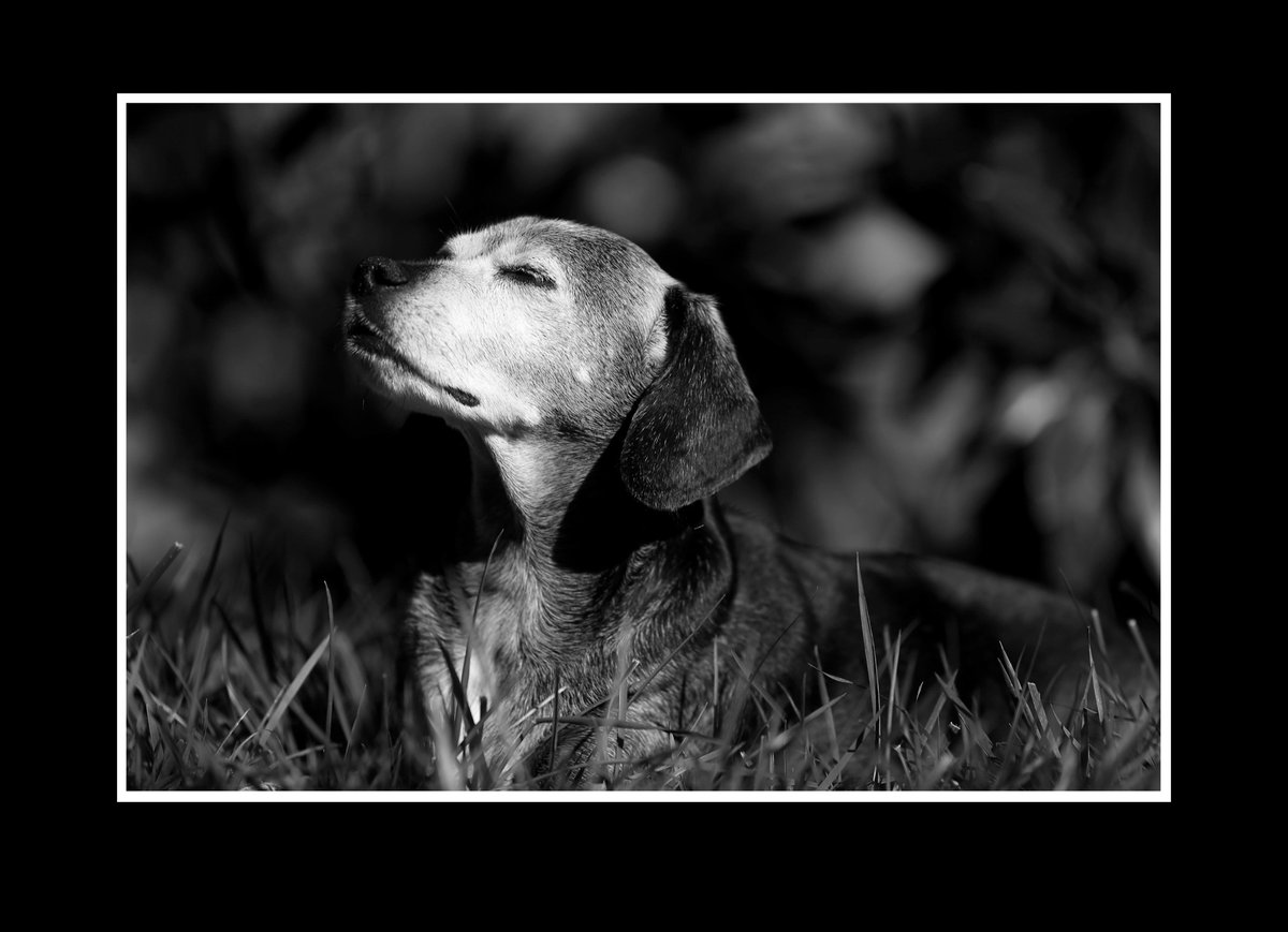 "Let it not be immortal, since it is a flame, but let it be infinite while it lasts." Vinicius de Moraes
Today we said goodbye to our beloved son Bodhi. Your light was infinite. Safe travels, my dear friend. With endless love &amp; deep gratitude. 17 yrs was not nearly enough
-Dad