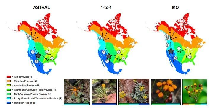 Phylogenomic challenges in polyploid-rich lineages: Insights from orthology inference and reticulation methods using the complex genus Packera (Asteraceae: Senecioneae) 

biorxiv.org/content/10.110… 
♻️