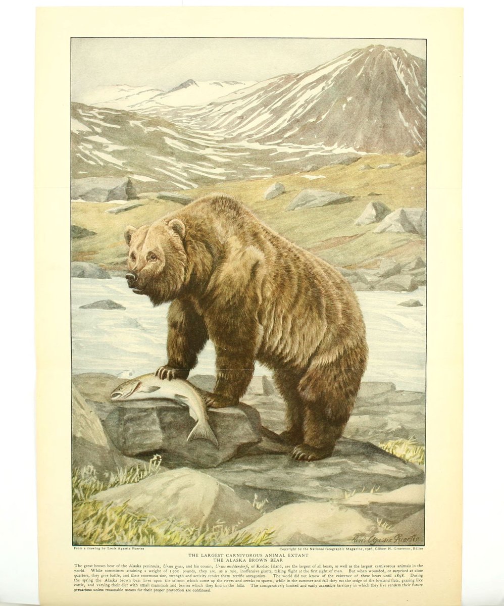 BioDivLibrary's tweet image. It's #FatBearWeek! To celebrate, here's a nice #FatBear from BHL's image collection. For more historic #SciArt of bears (of all sizes), see our BHL Flickr collection: flickr.com/photos/biodivl…. For this year's fattest bears, see explore.org/fat-bear-week 🐻