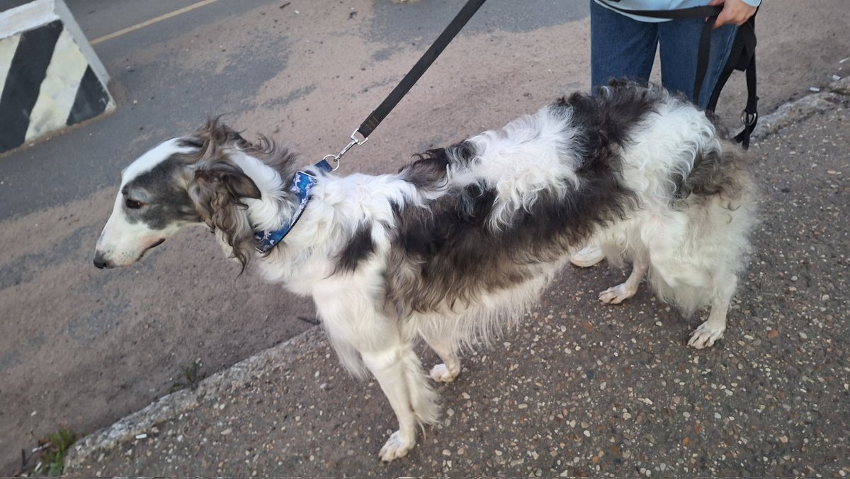 I MET BORZOI IRL FIRST TIME IN MY LIFE