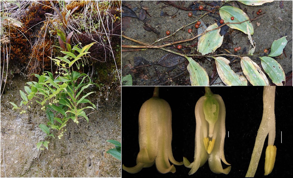 Edinburgh Journal of Botany tweet media