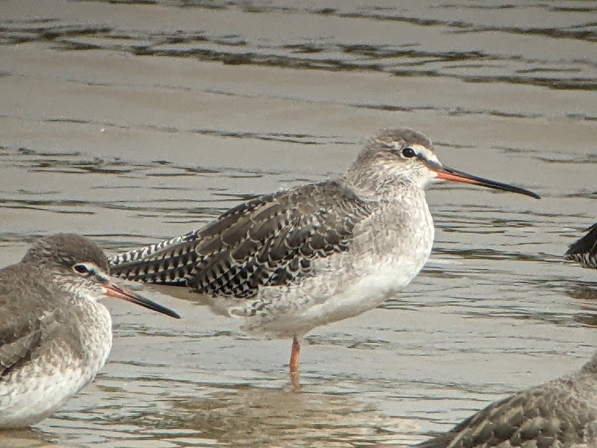 LeonRice861481's tweet photo. Bowling green marsh topsham this AM. Video mainly for the sound of the marsh. 20 gr shank,10 knot,4 glossy ibis,4 Curlew sands,2 little stint,2 spot reds,1 avocet, marsh harrier,perigrine, kestrel, sprawk & lots more normal fare. #UKBirding. #Devonbirds. https://t.co/IPrXjmsCh0