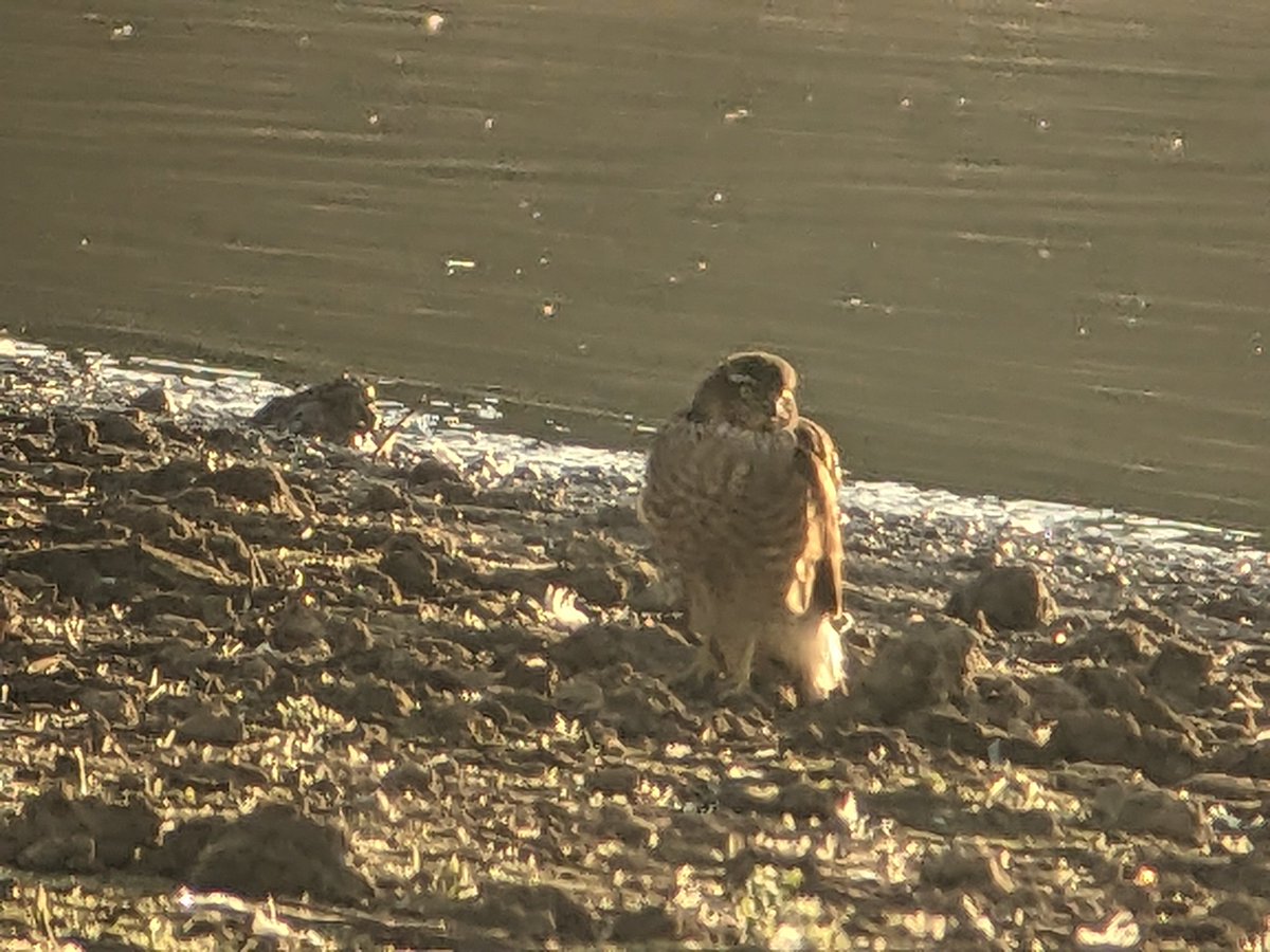 LeonRice861481's tweet photo. Bowling green marsh topsham this AM. Video mainly for the sound of the marsh. 20 gr shank,10 knot,4 glossy ibis,4 Curlew sands,2 little stint,2 spot reds,1 avocet, marsh harrier,perigrine, kestrel, sprawk & lots more normal fare. #UKBirding. #Devonbirds. https://t.co/IPrXjmsCh0