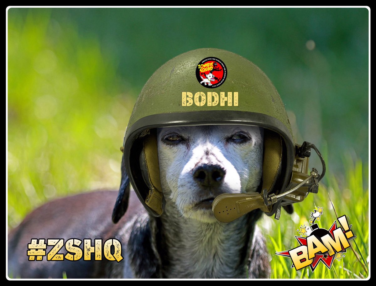 CanineCarioca's tweet photo. With heavy hearts, we share that our beloved warrior, Bodhi, has crossed the Rainbow Bridge. At 17, he served bravely as a proud Corporal in the Zombie Squad. His spirit lives on in the fight. To all warriors still standing, he was honored to serve beside you. #ZSHQ https://t.co/OdSnlfQSU4