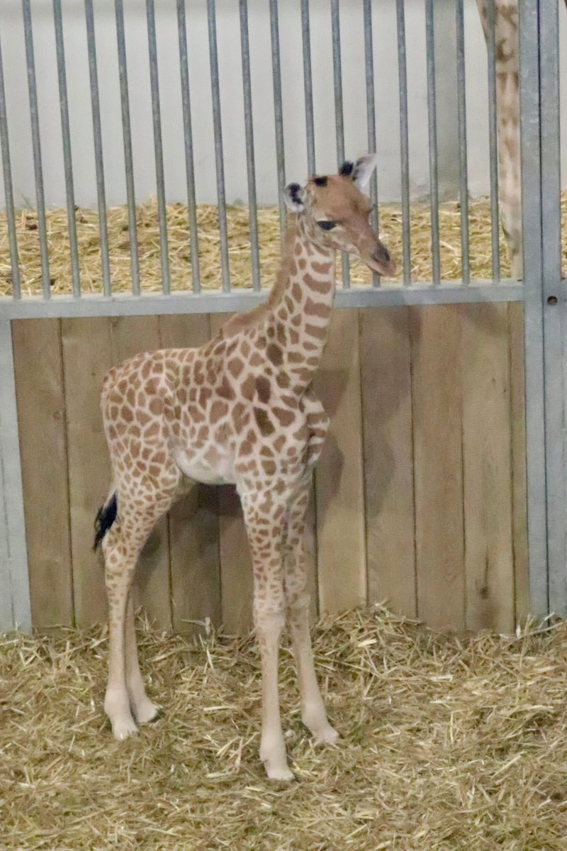 de PEYROLLE tweet media